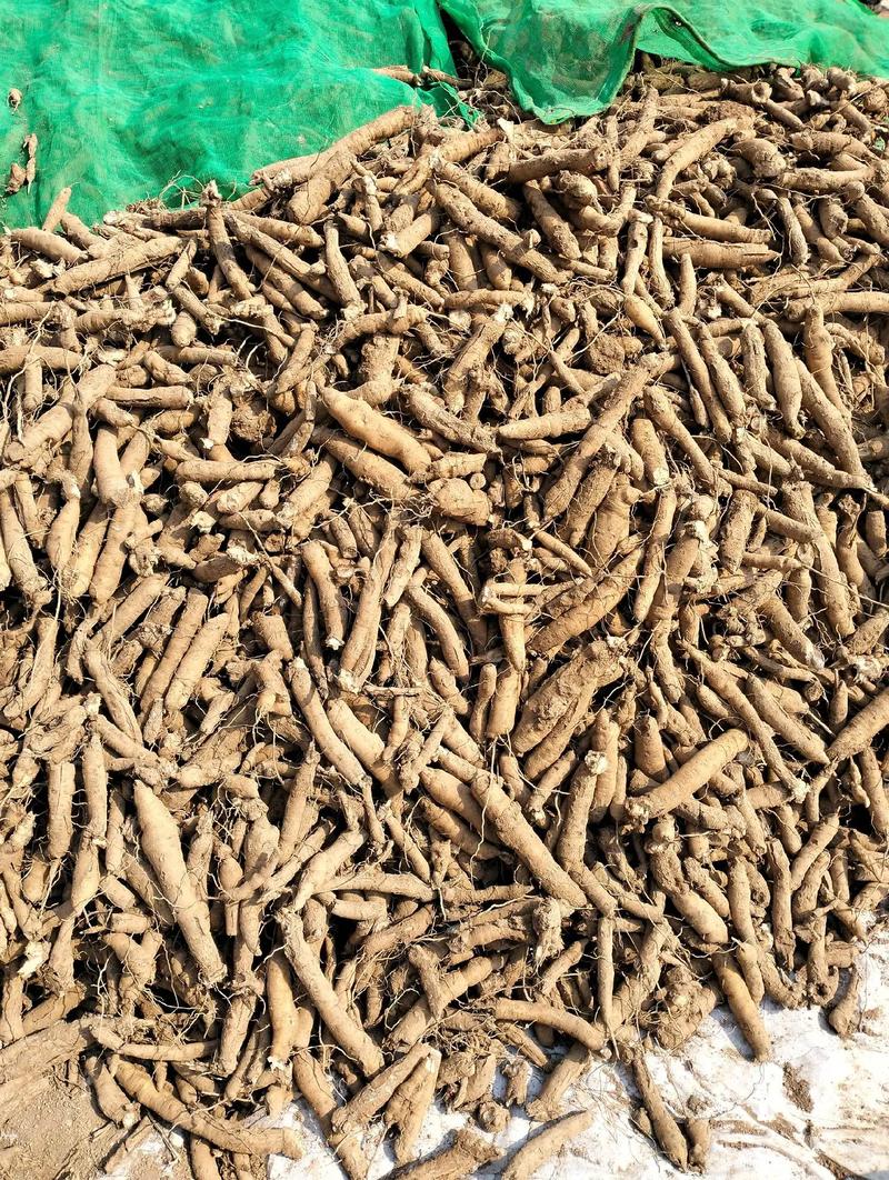 收购鲜玄参100吨#中药材种植基地 #药材收购 #中药材加工