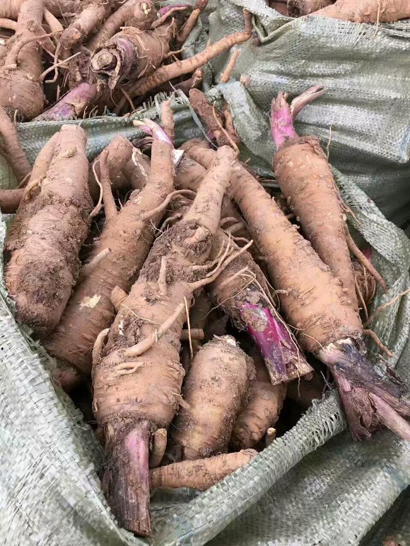 供应白芷种子中药材收购 白芷适合哪里种植 全国技术员上门指导